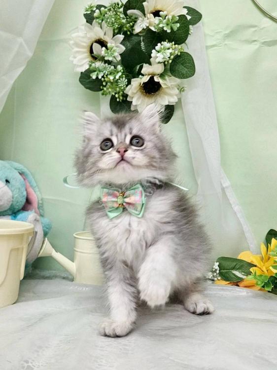animal_image