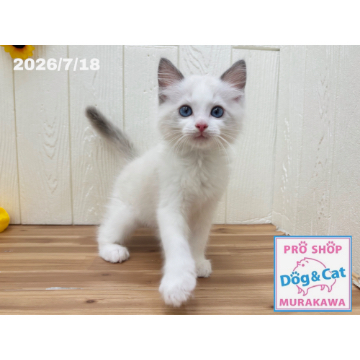 animal_image