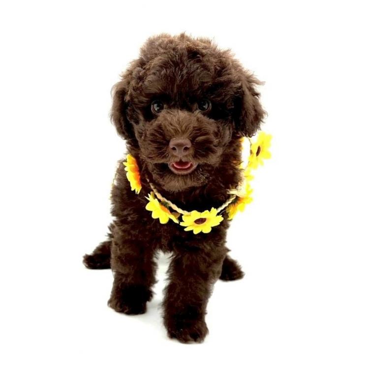animal_image