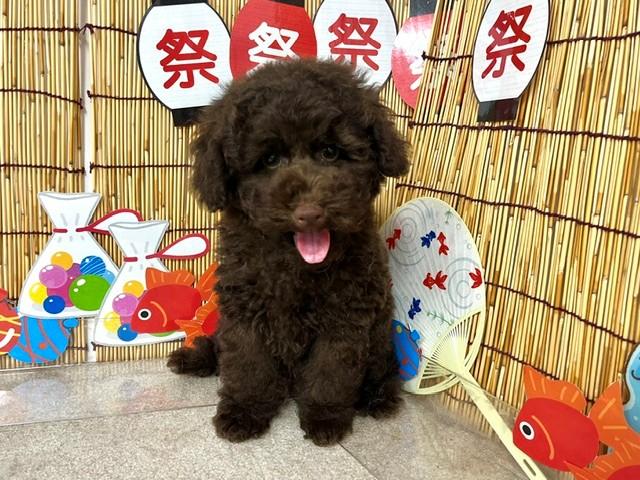 animal_image
