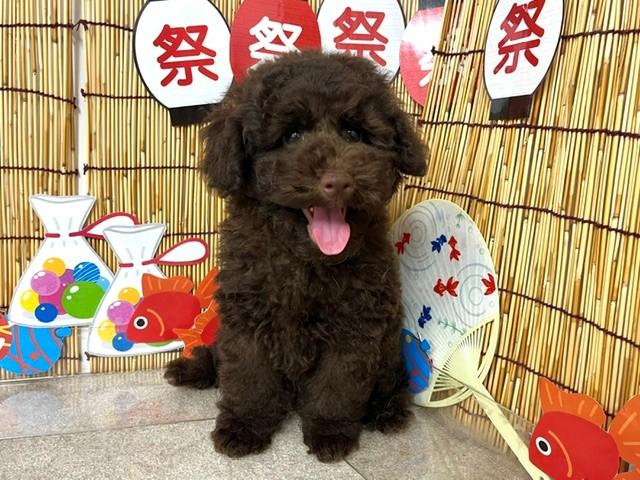 animal_image