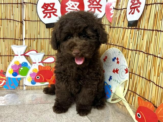 animal_image