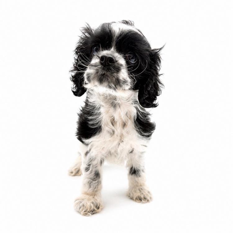 animal_image