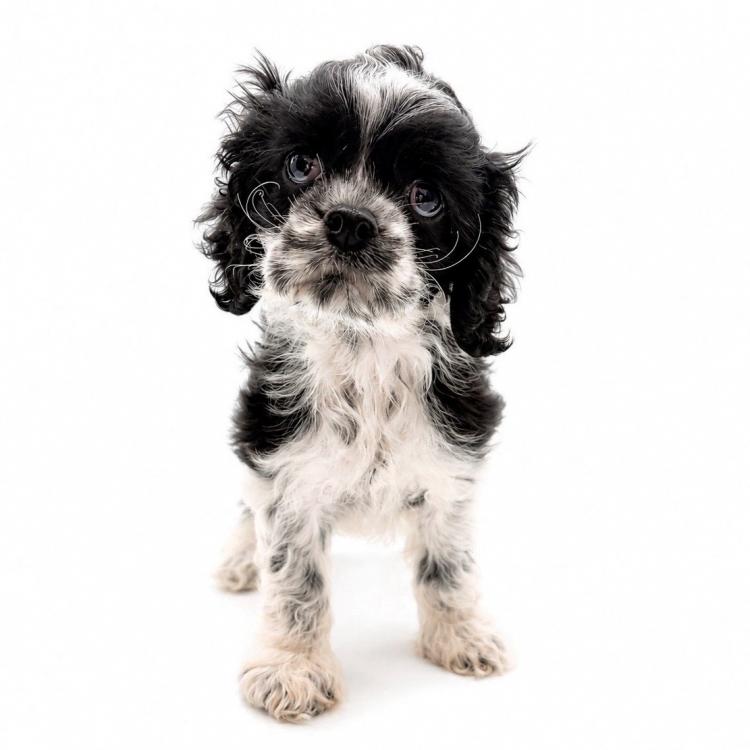 animal_image