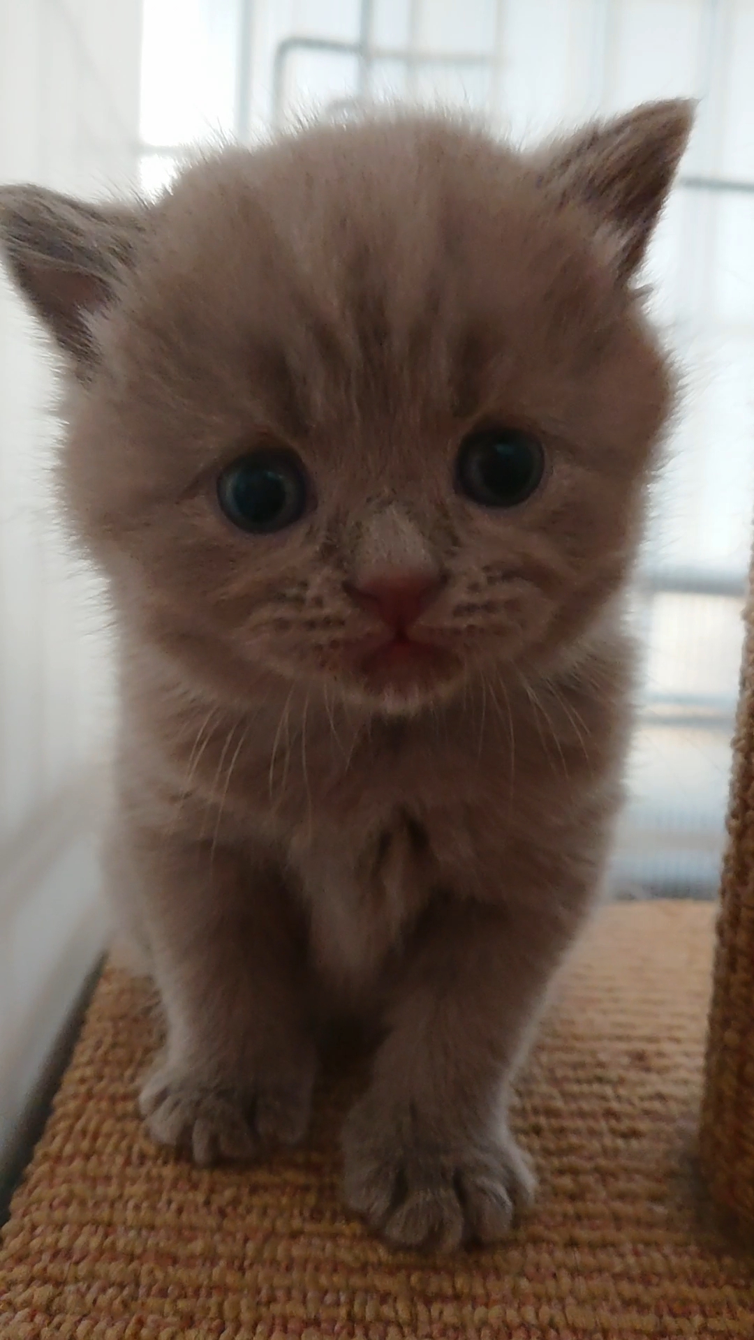 animal_image