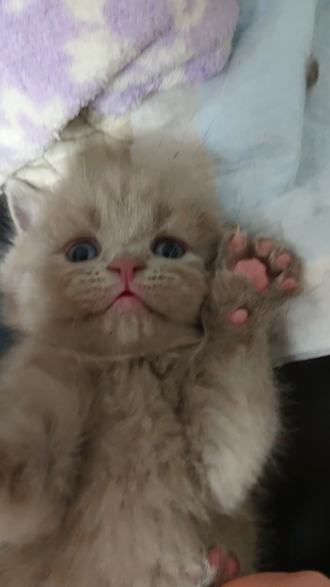 animal_image