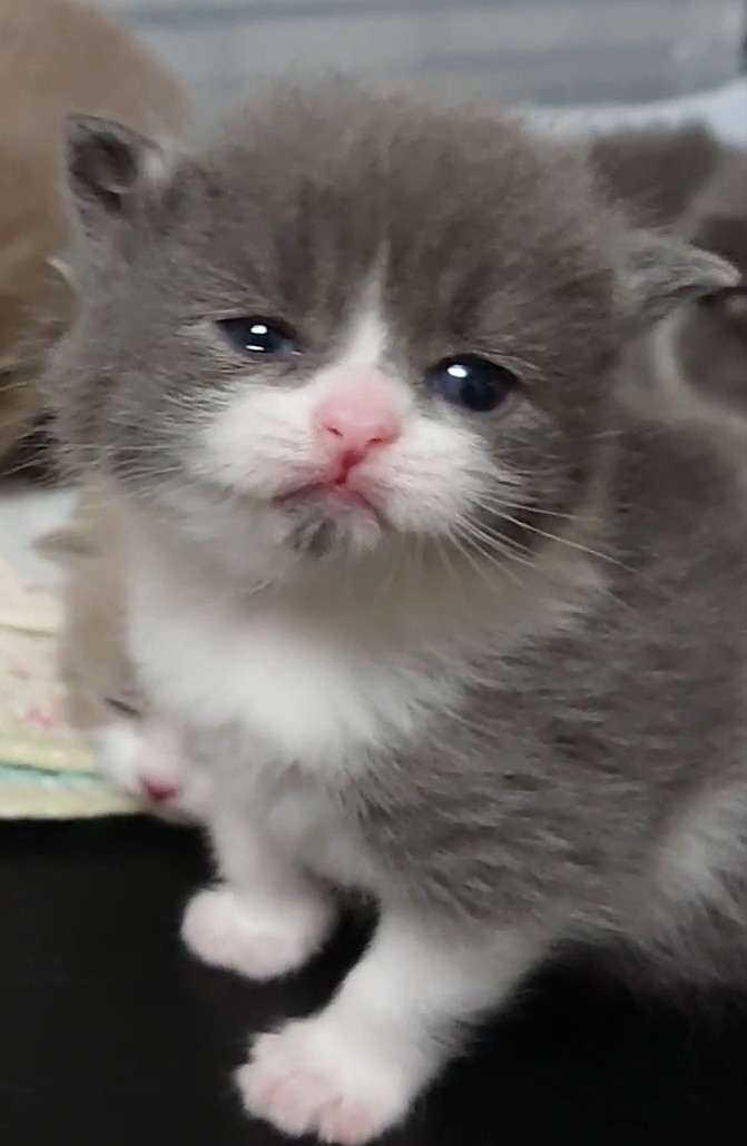animal_image