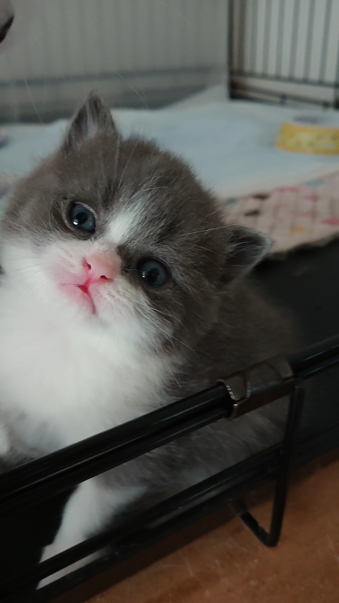 animal_image