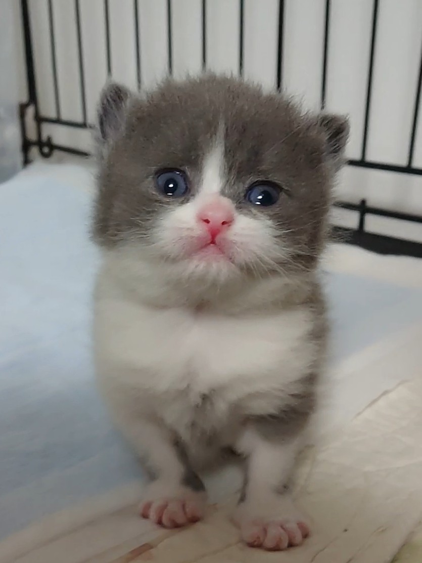 animal_image