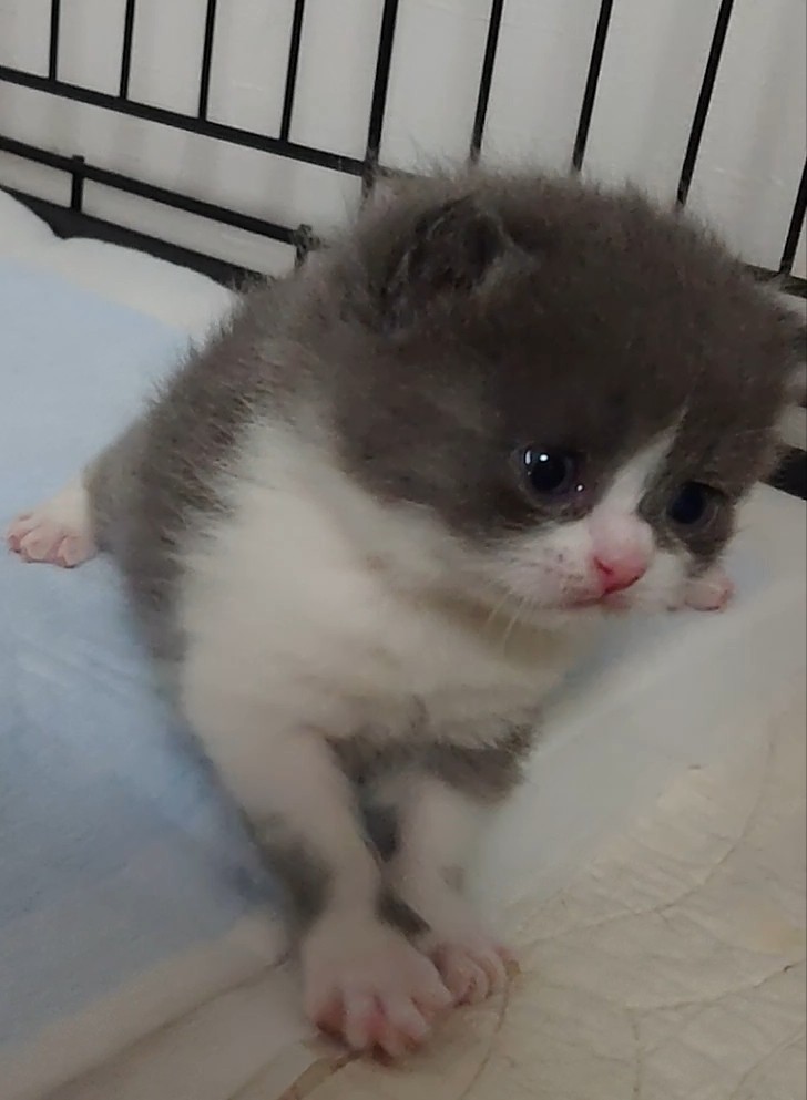 animal_image