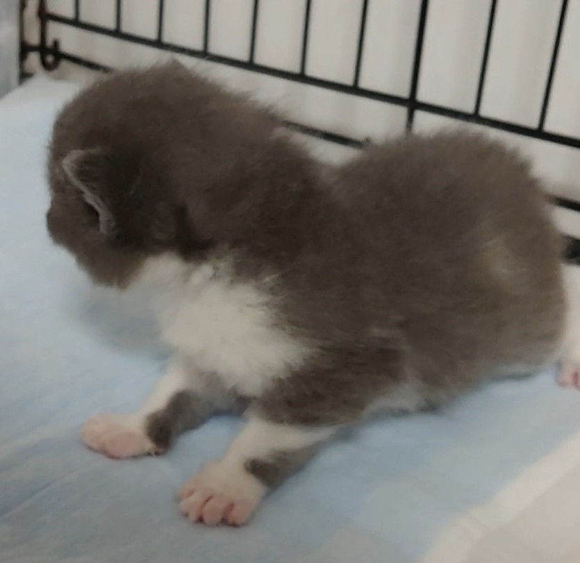 animal_image