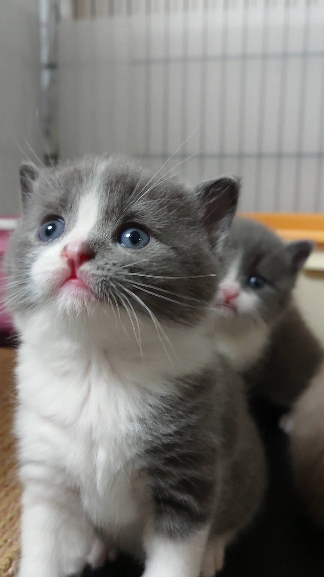 animal_image