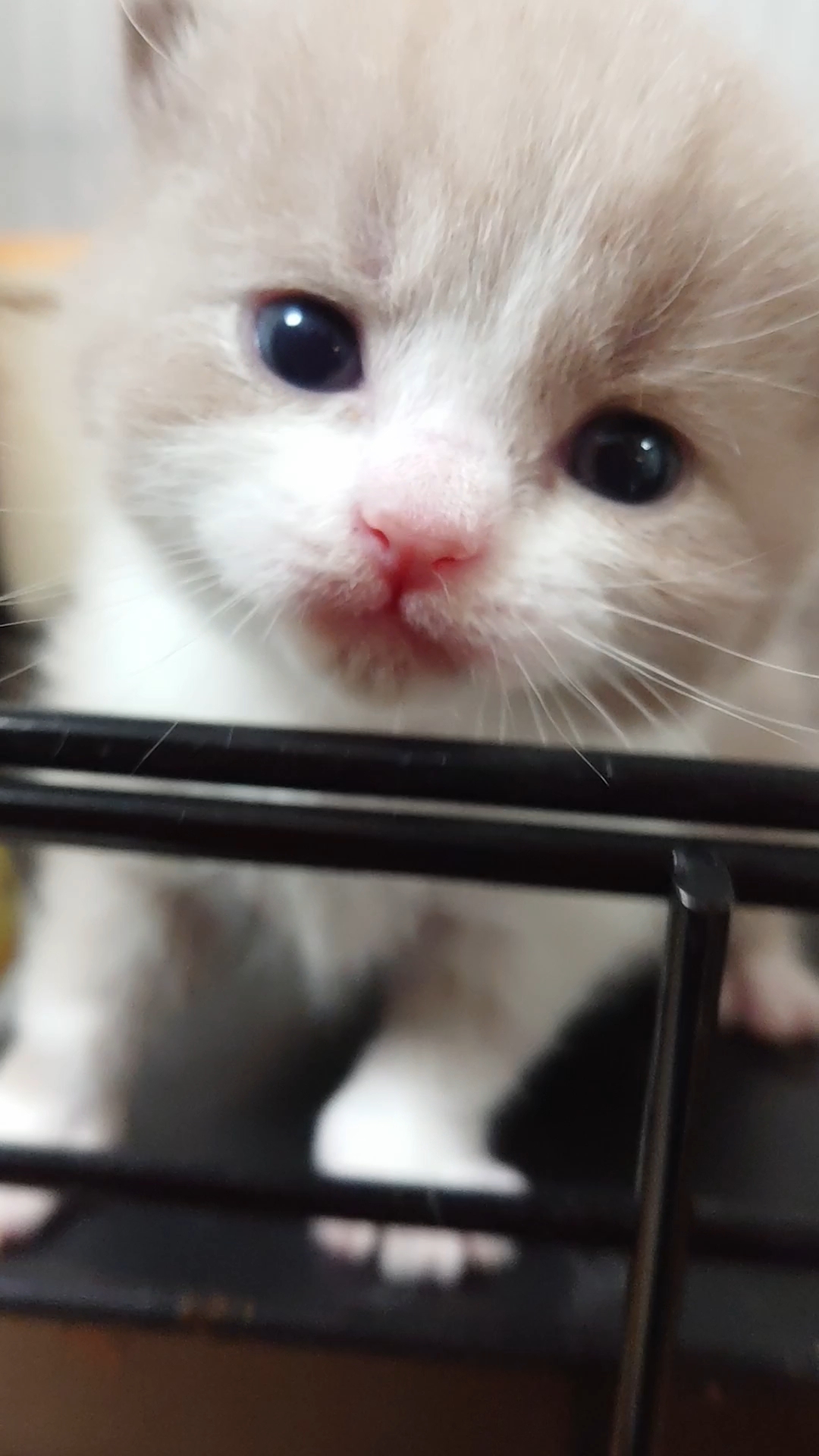 animal_image