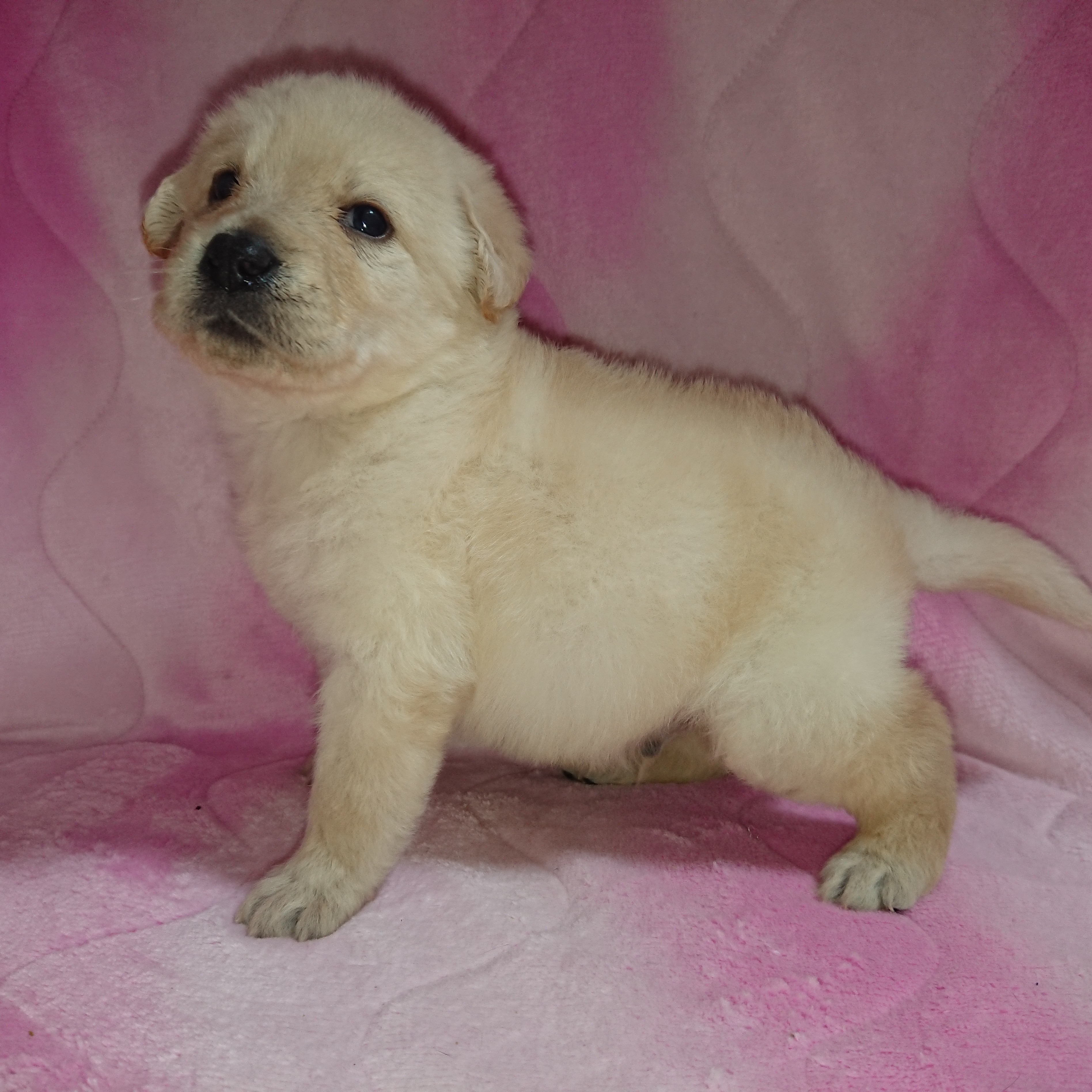 animal_image