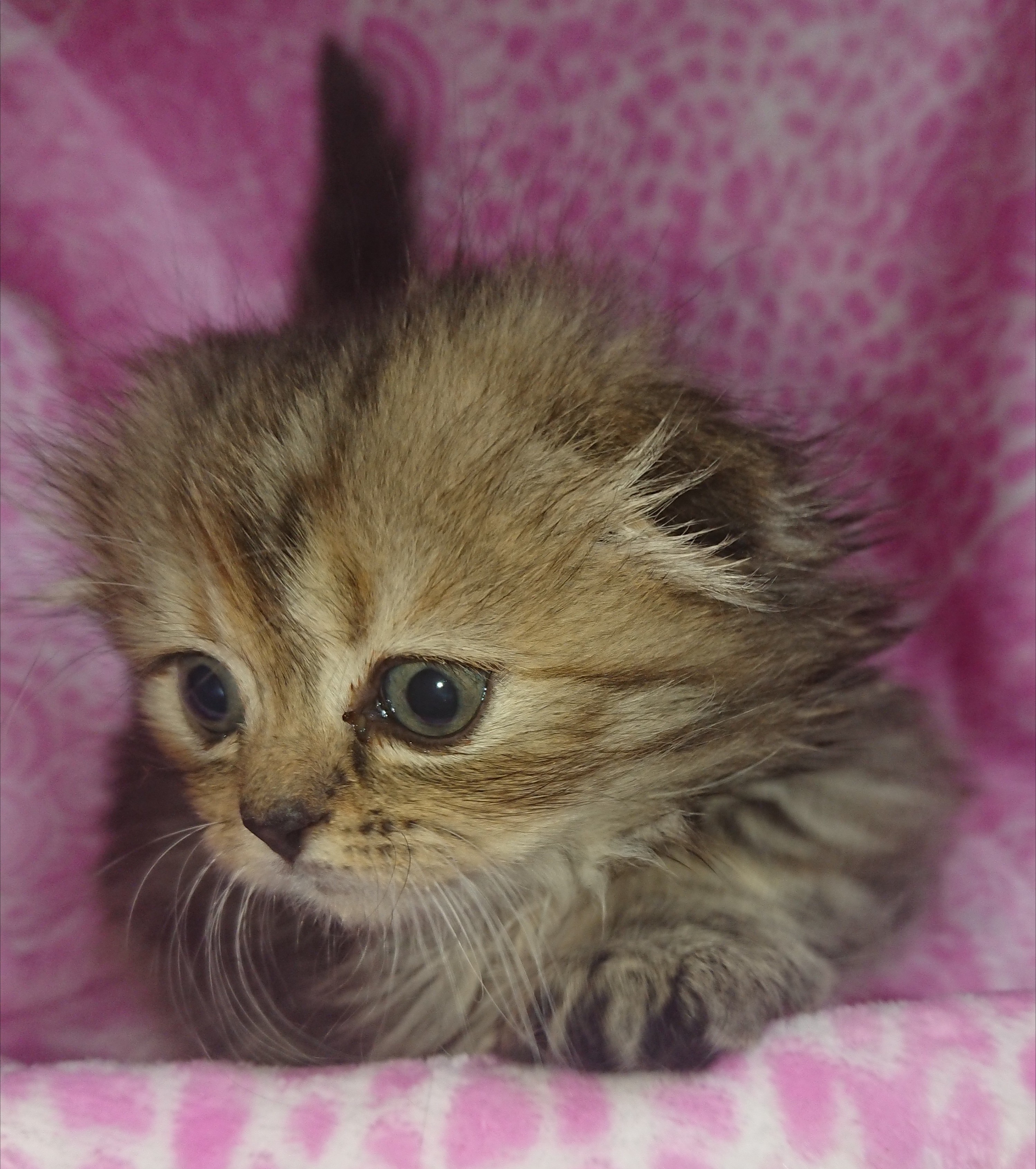 animal_image