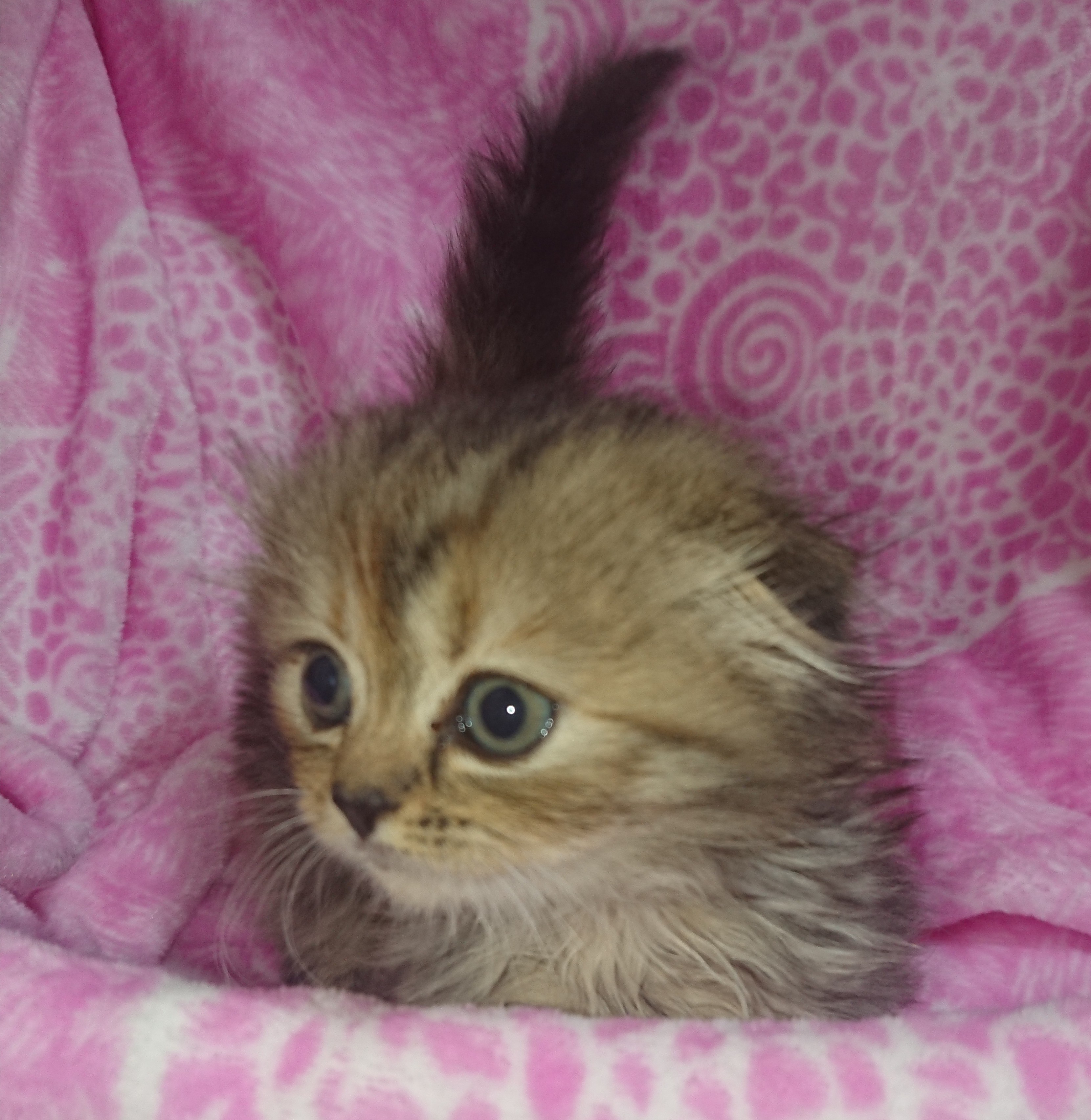 animal_image