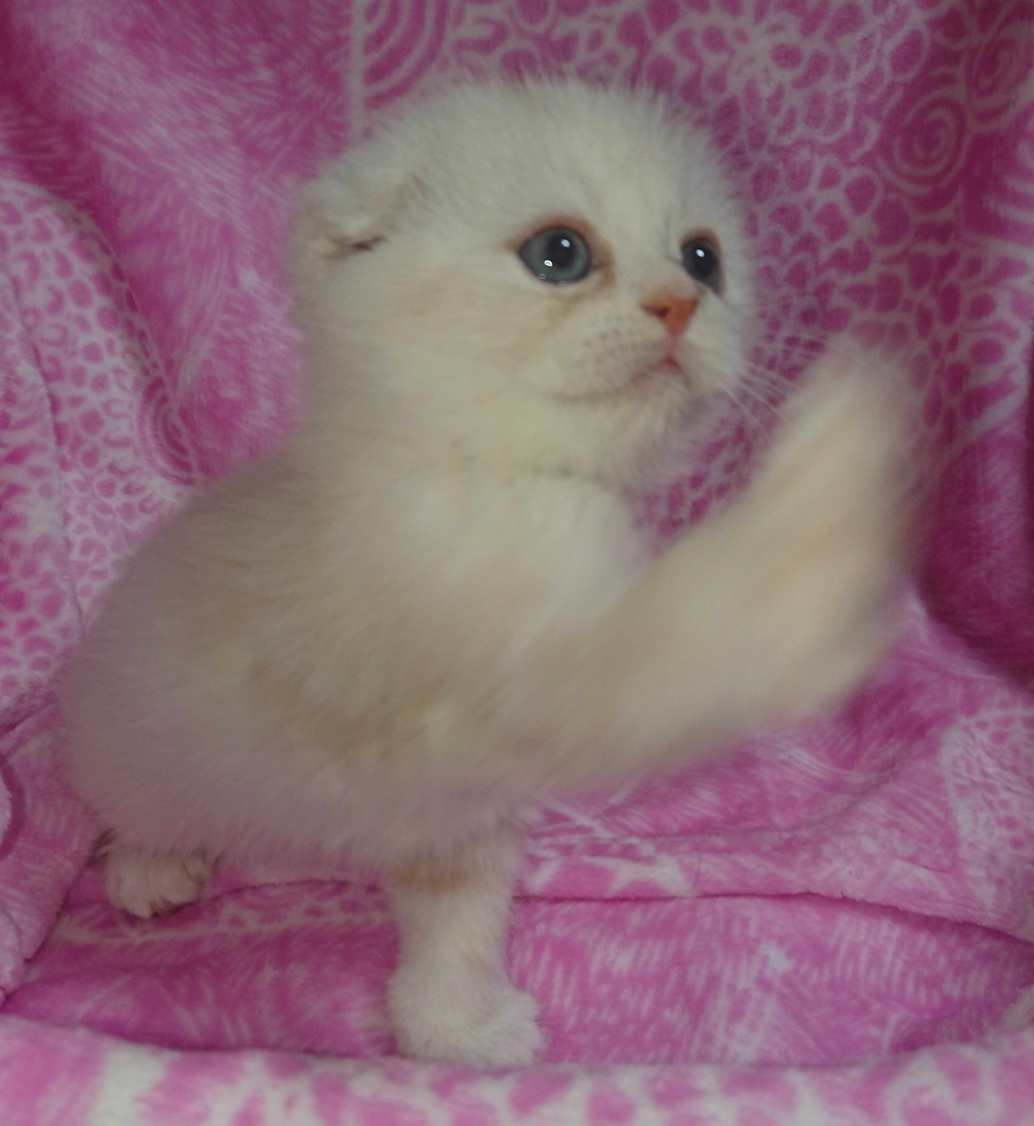 animal_image