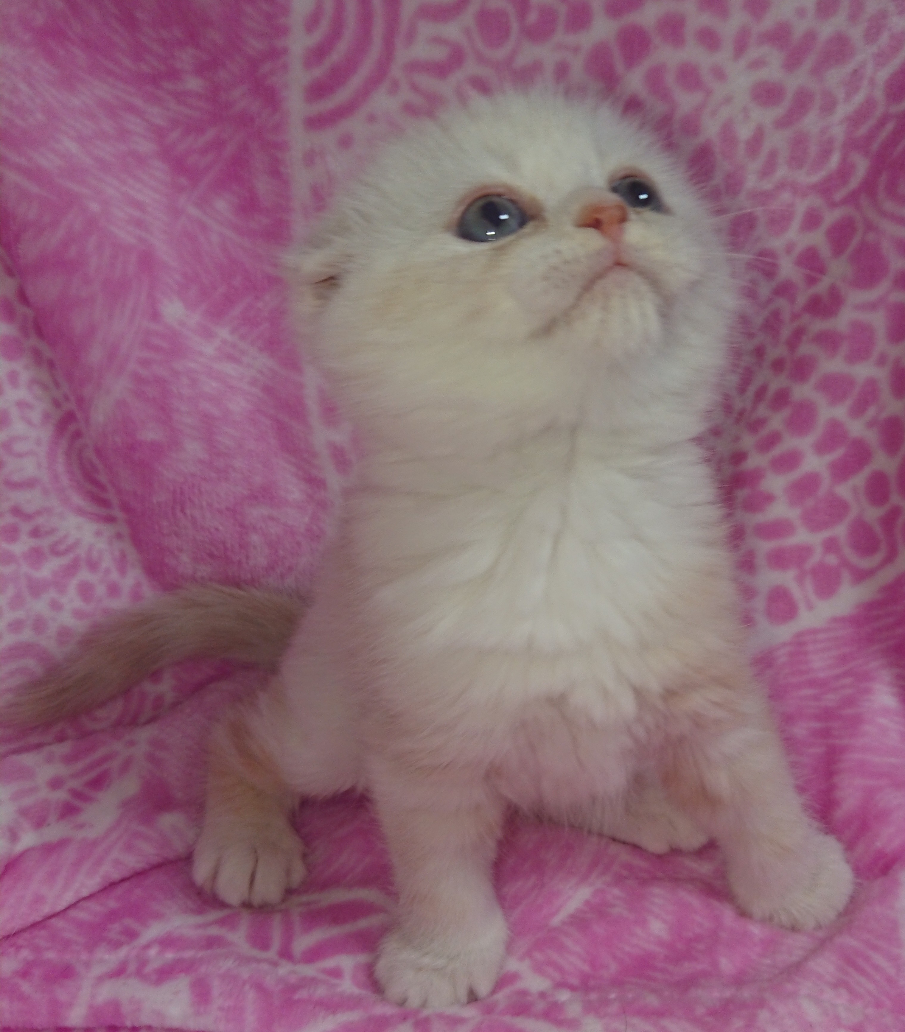 animal_image