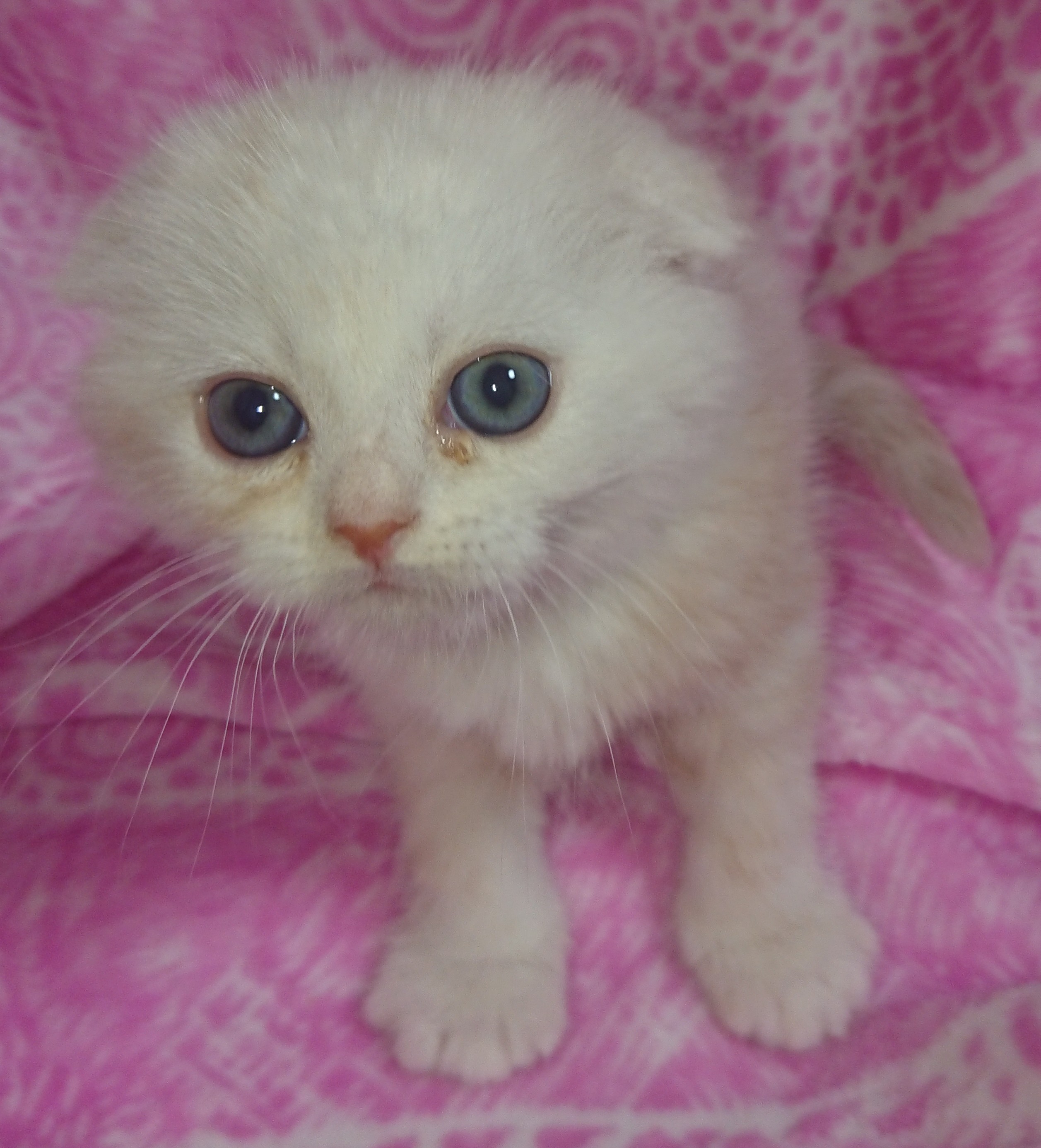 animal_image