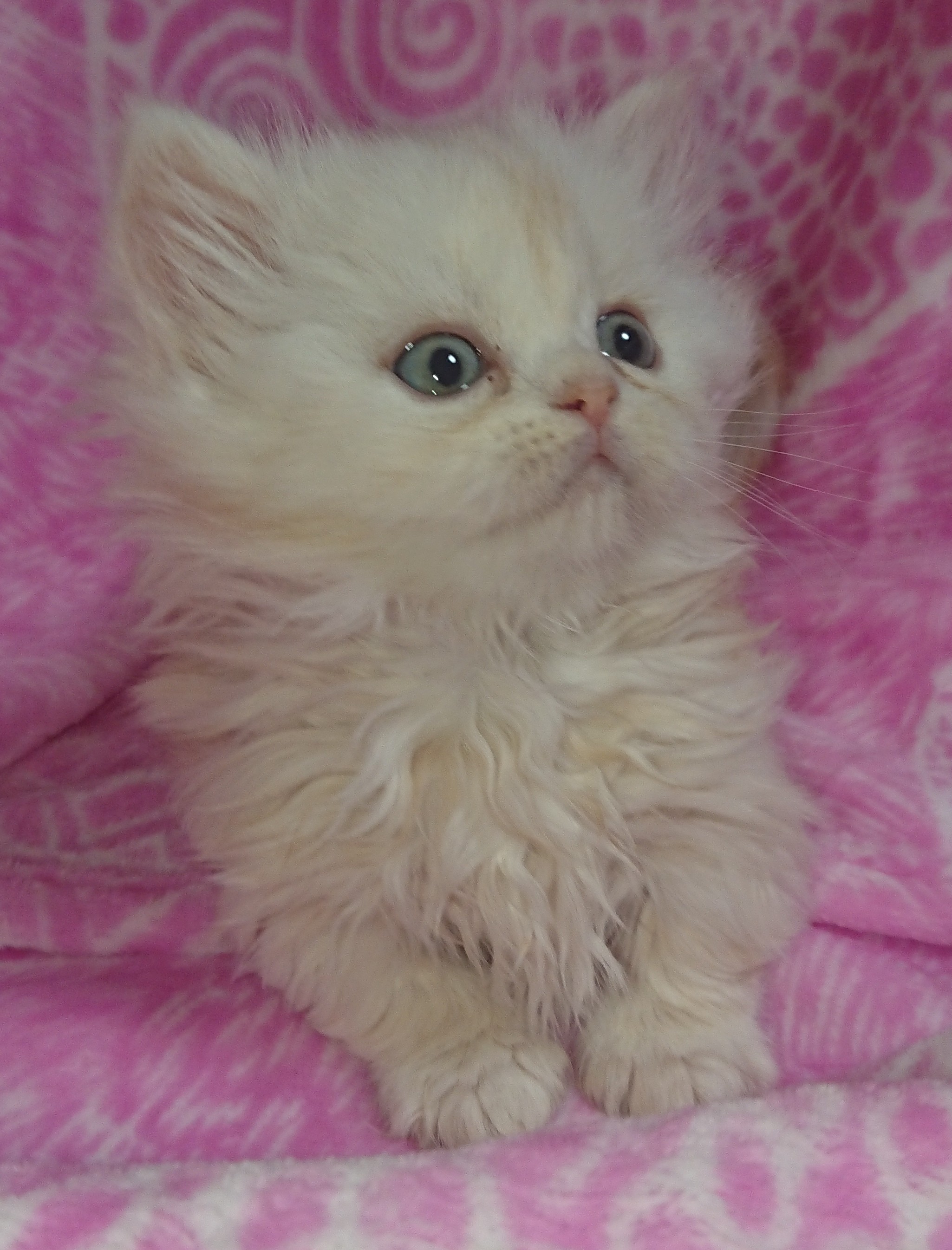 animal_image