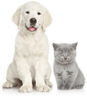 犬・猫の画像