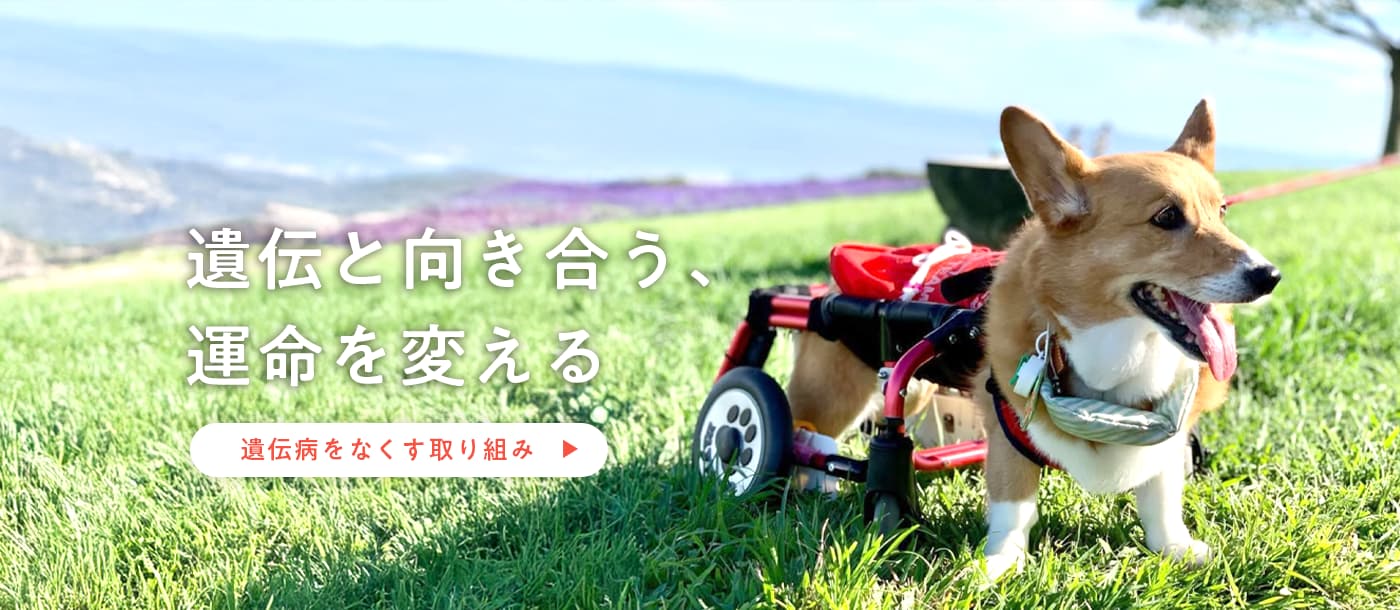 遺伝子と向き合う、運命を変える　遺伝病をなくす取り組み