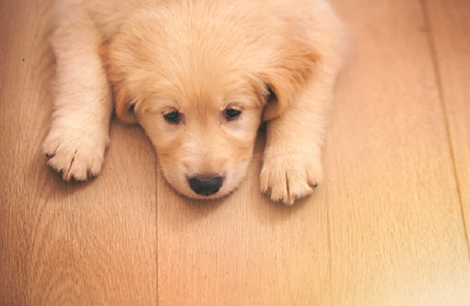 犬が吐くのはどうして 犬が吐く理由と 気を付けたい病気について 犬との暮らし大百科