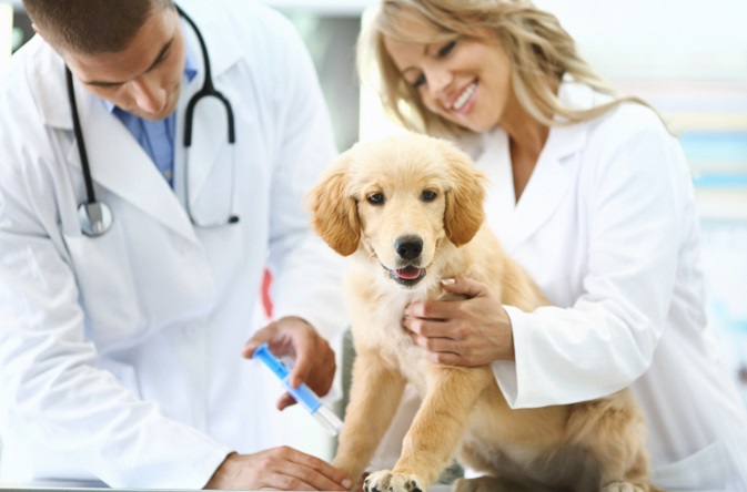 犬が吐くのはどうして 犬が吐く理由と 気を付けたい病気について 犬との暮らし大百科