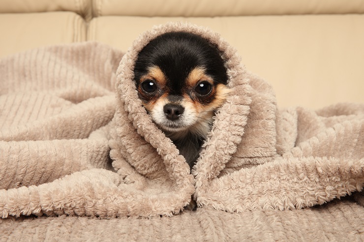 小さい身体でも 魅力は盛りだくさん チワワの性格や特徴 寿命などをご紹介 犬との暮らし大百科