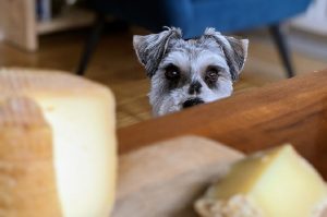 犬はチーズを食べても大丈夫ですか？
