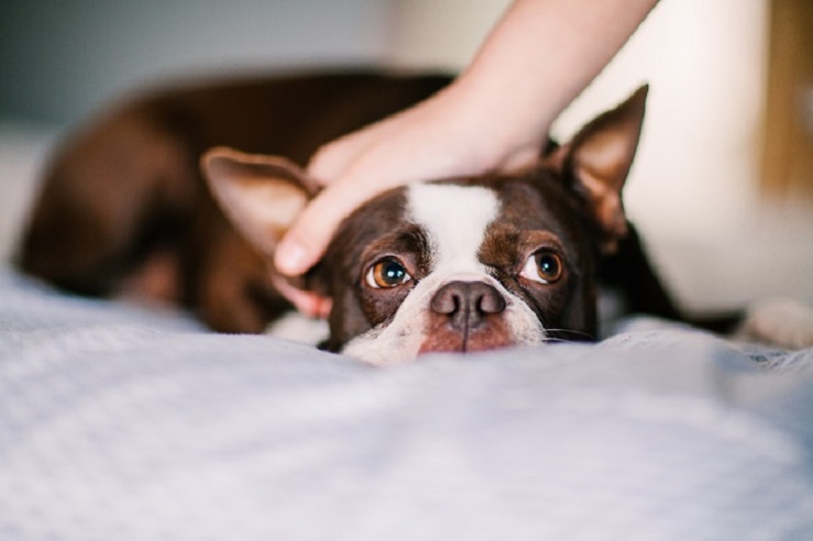 犬のいびき 原因や対処法は 考えられる病気まで徹底解説 犬との暮らし大百科