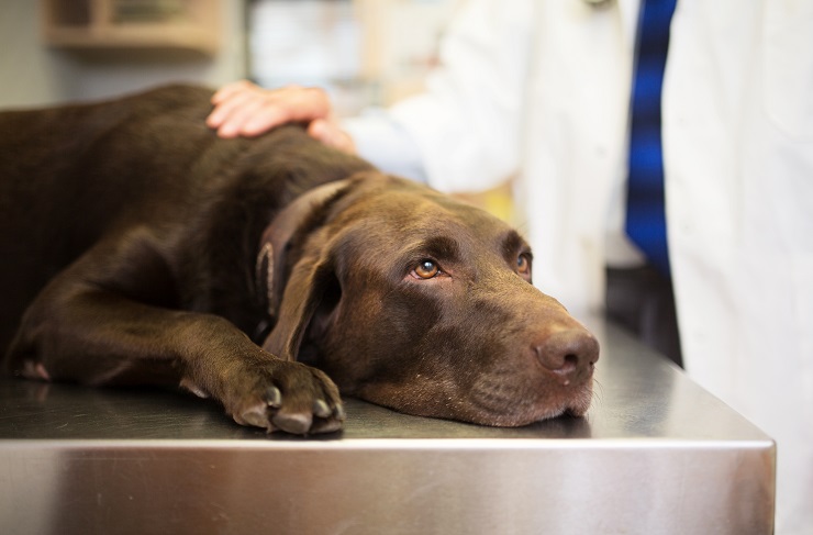 犬が吐くのはどうして 犬が吐く理由と 気を付けたい病気について 犬との暮らし大百科