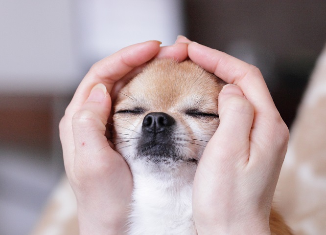 犬の便秘は病気の可能性も 予防法をご紹介 犬との暮らし大百科