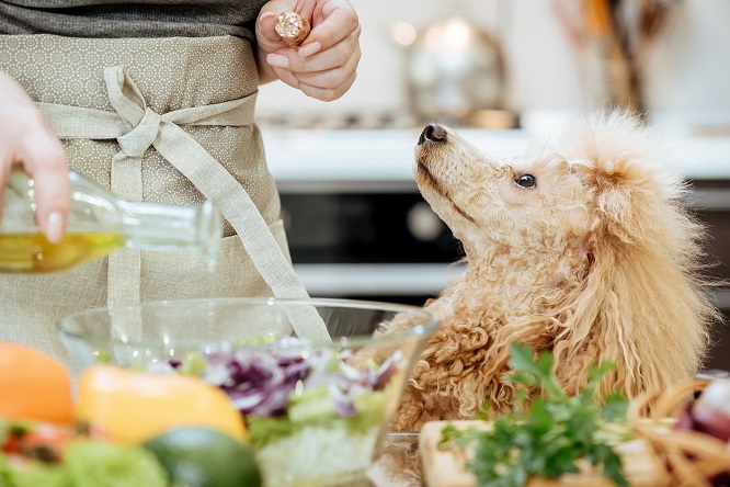 犬の便秘は病気の可能性も 予防法をご紹介 犬との暮らし大百科