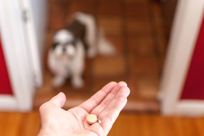 手のひらにお薬。
その先に犬