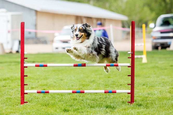 Dog In An Agility Competition 犬との暮らし大百科