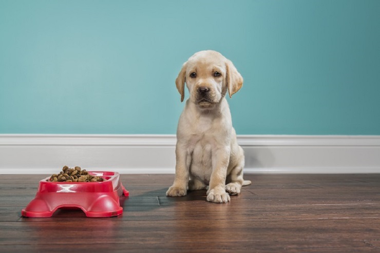 ラブラドール・レトリーバーの子犬