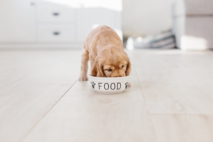 子犬のフードのあげかた 食べないときはどうしたらいい ２ ６か月齢編 犬との暮らし大百科