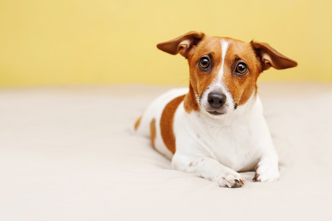 犬の鳴き声からわかる気持ち、しつけや対処法も！【獣医師監修】 - 犬