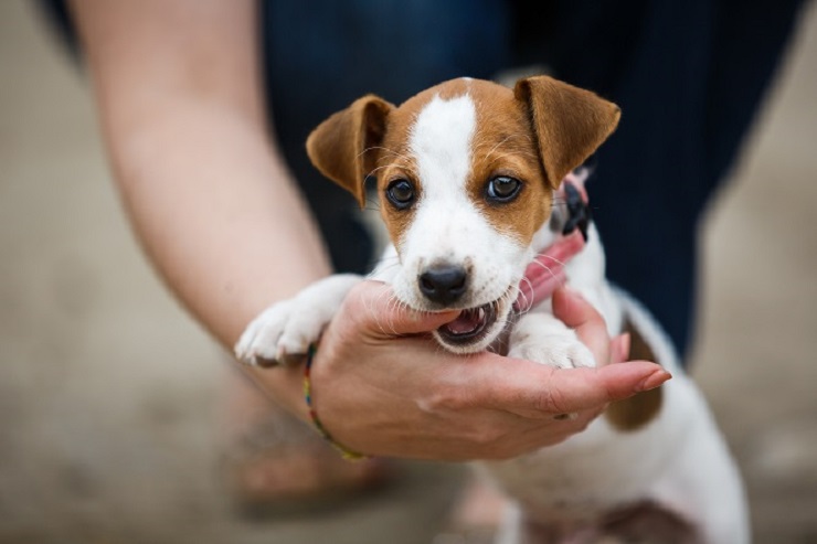 犬が噛む理由とは 効果的なしつけは 犬との暮らし大百科