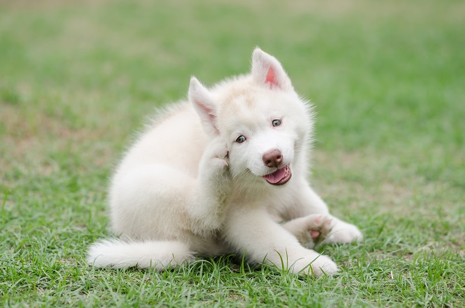 獣医師監修 犬のアレルギー性皮膚炎 症状や治療法をご紹介 犬との暮らし大百科