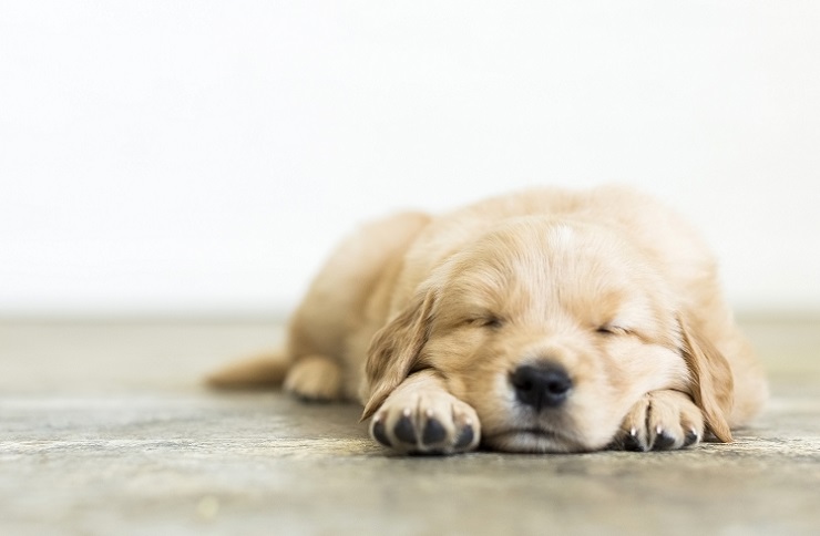 犬が快適に寝るためには どんな環境がよいの 犬との暮らし大百科