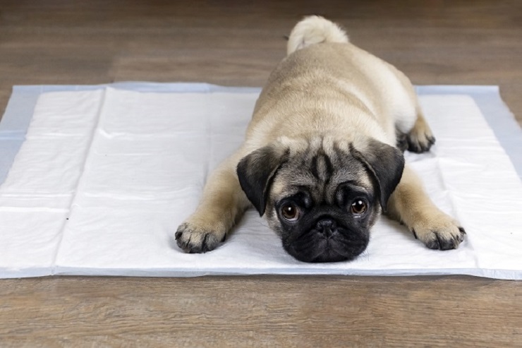 犬 トイレ で し なくなっ た