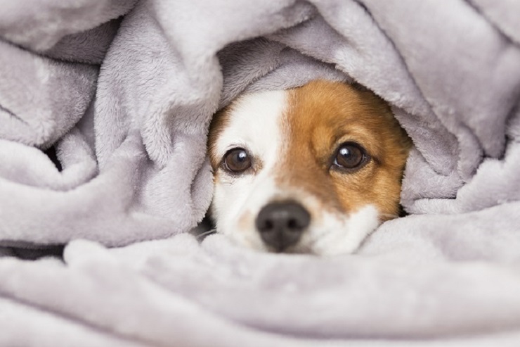 犬が風邪をひいたときの症状と対処法 風邪薬や治療費は 犬との暮らし大百科