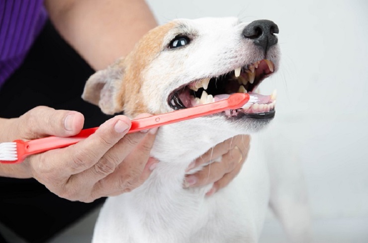 犬の歯磨き方法 歯周病を予防するために 犬との暮らし大百科