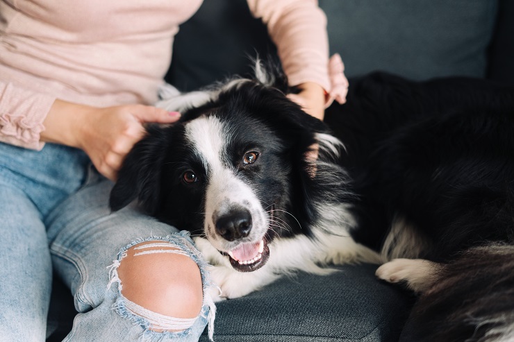 犬が甘えるとどんな仕草をする その理由は 犬との暮らし大百科