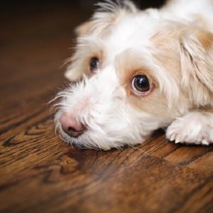 犬の後ろ足が麻痺 考えられる原因は 犬との暮らし大百科