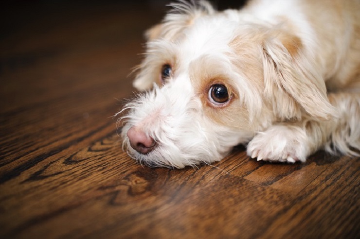 犬 足 の 震え