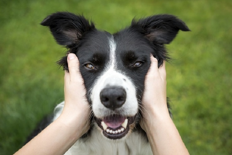 犬の気持ちを知る方法 しっぽや鳴き声のポイントをご紹介 犬との暮らし大百科