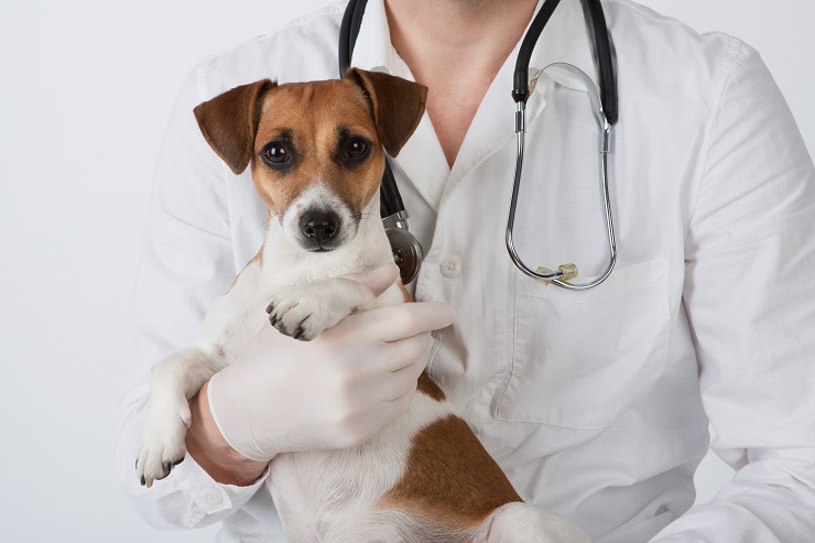 犬に玉ねぎは危険です もし食べてしまったら 対処法もご紹介 犬との暮らし大百科